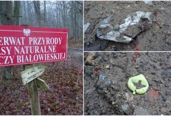 Tak ukrywa się koleiny po harvesterach w Puszczy Białowieskiej. Zasypują je śmieciami