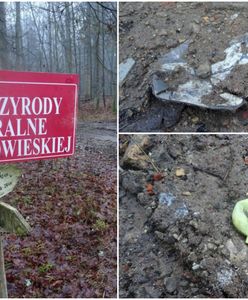 Tak ukrywa się koleiny po harvesterach w Puszczy Białowieskiej. Zasypują je śmieciami
