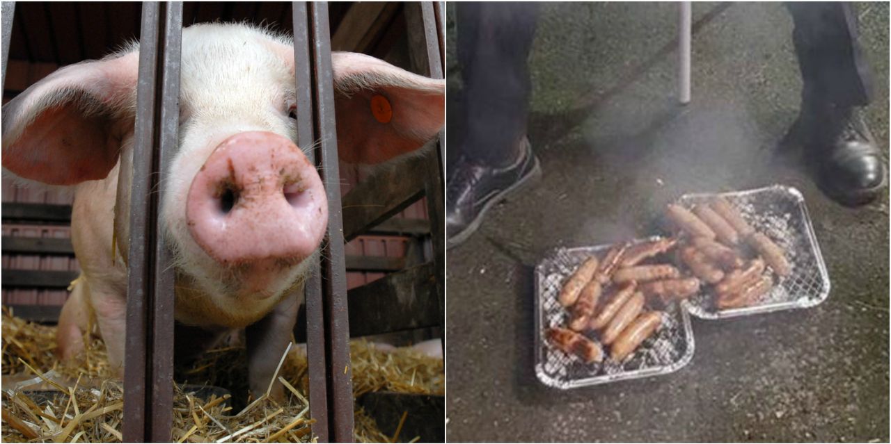 Uratowali prosiaczki z płonącej obory. W nagrodę usmażyli je na grillu