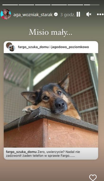 Agnieszka Starak szuka domu dla psa ze schroniska