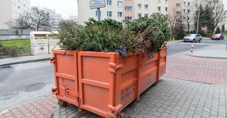 Choinka nie musi skończyć na śmietniku. Volvo sadzi las, a internauci zadecydują gdzie