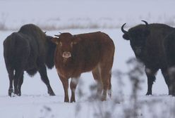 Krowa, którą adoptowały żubry. Ta historia ma dalszy ciąg!