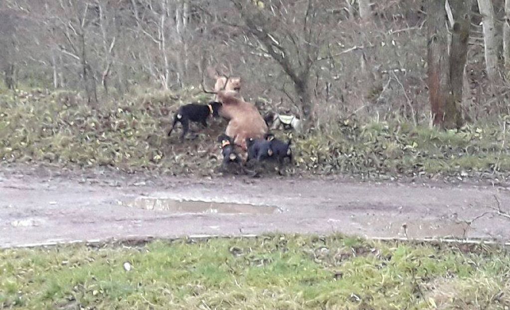 Psy rozszarpały jelenia na oczach dzieci. Polski Związek Łowiecki odpowiada