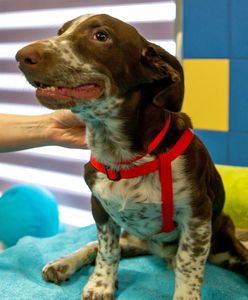 Jego losy śledzi cała Polska. Fijo na rehabilitacji w Portugalii