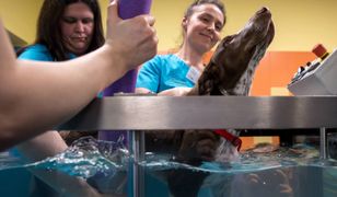 Skatowany szczeniak Fijo po ważnej operacji. Lekarka opowiada o jego dalszym losie