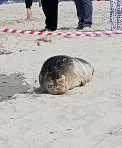 Trzy foki miały zmiażdżone głowy. Są wyniki sekcji zwłok zwierząt z Bałtyku