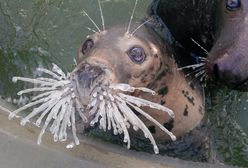 "Zima w Helu nie odpuszcza". Te zdjęcia z fokarium to hit dnia
