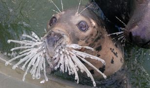 "Zima w Helu nie odpuszcza". Te zdjęcia z fokarium to hit dnia