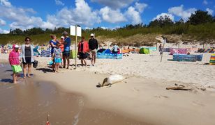 "Celebrytka" na plaży w Międzyzdrojach. Stała się miejscową atrakcją