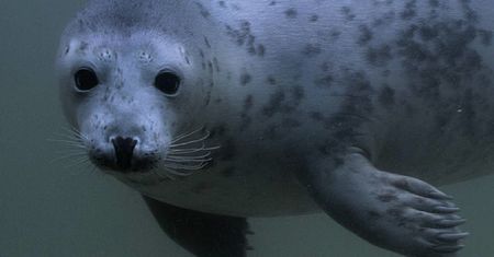 Dwie foki z fokarium na Helu zostały mamami