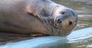 Otyła foka musi przejść na dietę. Zbyt żarłocznie rzuca się na ryby