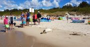 "Celebrytka" na plaży w Międzyzdrojach. Stała się miejscową atrakcją