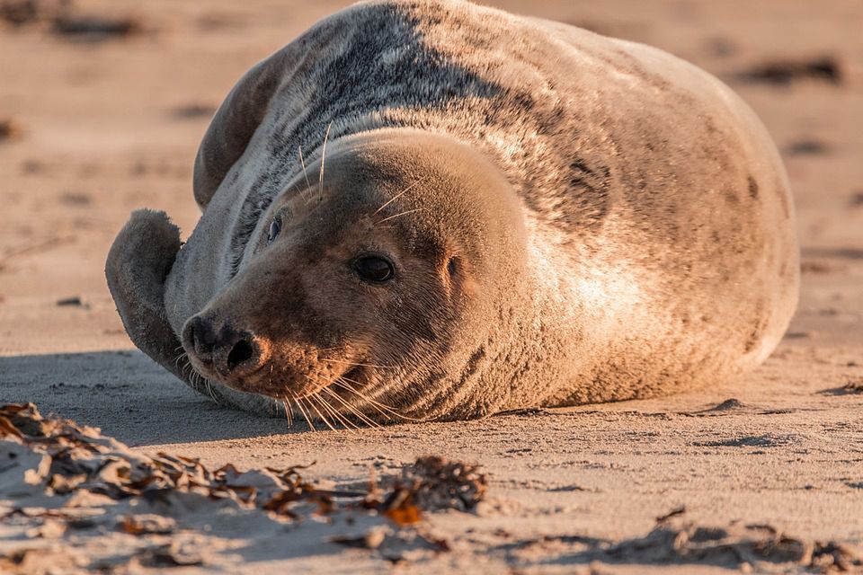 WWF przygotowało petycję w obronie fok. Na plażach więcej Błękitnych Patroli