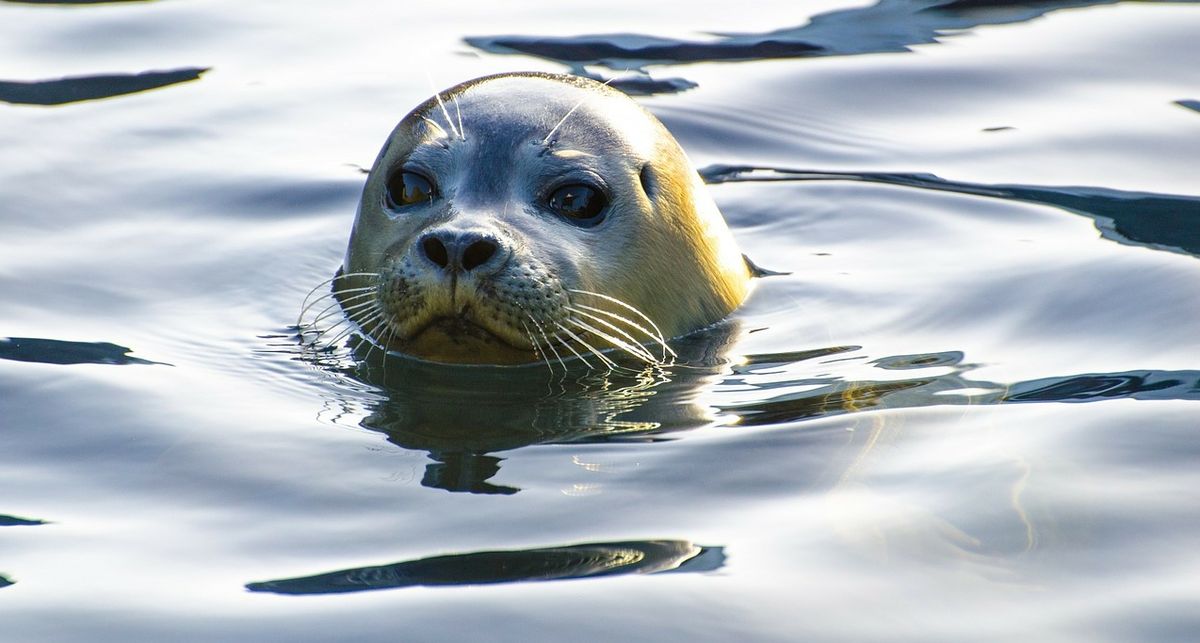 Czarna seria nad polskim morzem. Znaleziono 15 martwych fok w jeden dzień