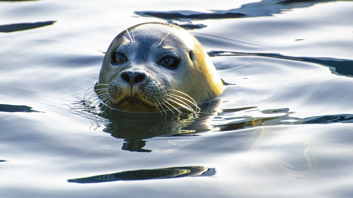 Kolejne ciała martwych fok nad Bałtykiem 