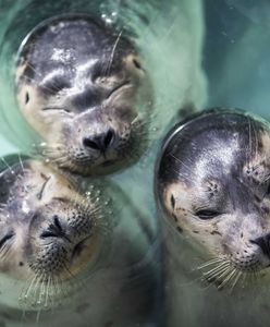 Kolejny rybak chce zabijać foki. "Niech zdechną wszystkie"