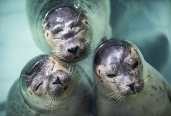 Kolejny rybak chce zabijać foki. "Niech zdechną wszystkie"