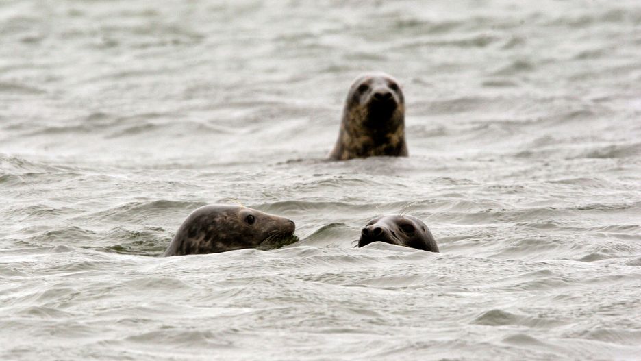 Foki szare w wodach Bałtyku