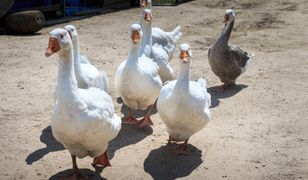 Gęś to polski hit kulinarny. Szkoda, że jedzą go głównie Niemcy