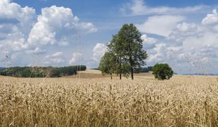 Uprawy GMO i tradycyjne. Czy możliwa jest koegzystencja?