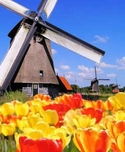 Kwiatowy raj w kraju tulipanów