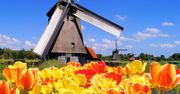 Kwiatowy raj w kraju tulipanów