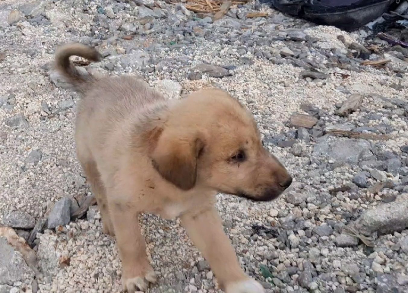 Pies uratowany po śmierci lidera ISIS. Znaleziono go w gruzach