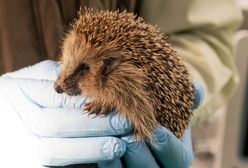 Nastolatek zabił dwa jeże. Stanie przed sądem dla nieletnich