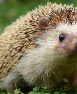 Koniec z grabieniem liści we Wrocławiu – wszystko dla jeży