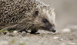 Wrocław. Ktoś zrzuca jeże z dachu. Policja szuka zabójcy zwierząt