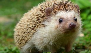 Koniec z grabieniem liści we Wrocławiu – wszystko dla jeży