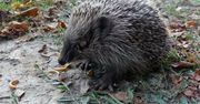 Zamość (Lubelskie). Wydłubali jeżowi oczy zapałkami. Chora zabawa młodych "ludzi"