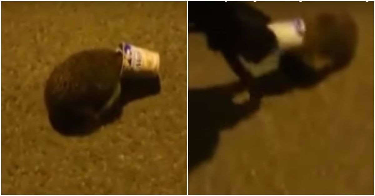 Jeż z kubkiem na głowie. Życie uratowali mu policjanci