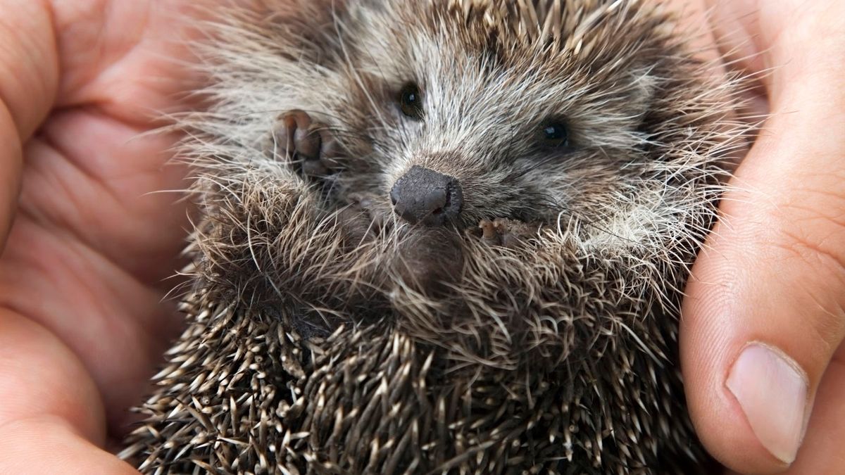 W Zielonej Górze spłonęło już 13 jeży