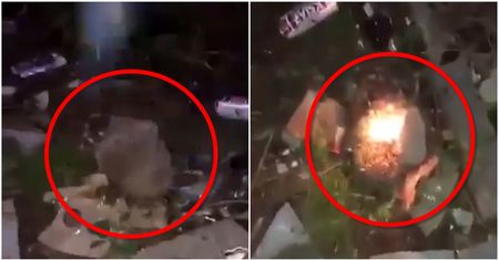 "Szmato j...na". Przerażające wideo. Nastolatki dręczą jeża