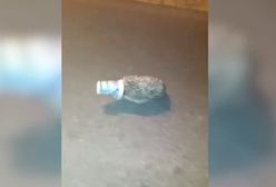 Wygłodniały jeż utknął w kubku po jogurcie. Strażacy ruszyli na pomoc