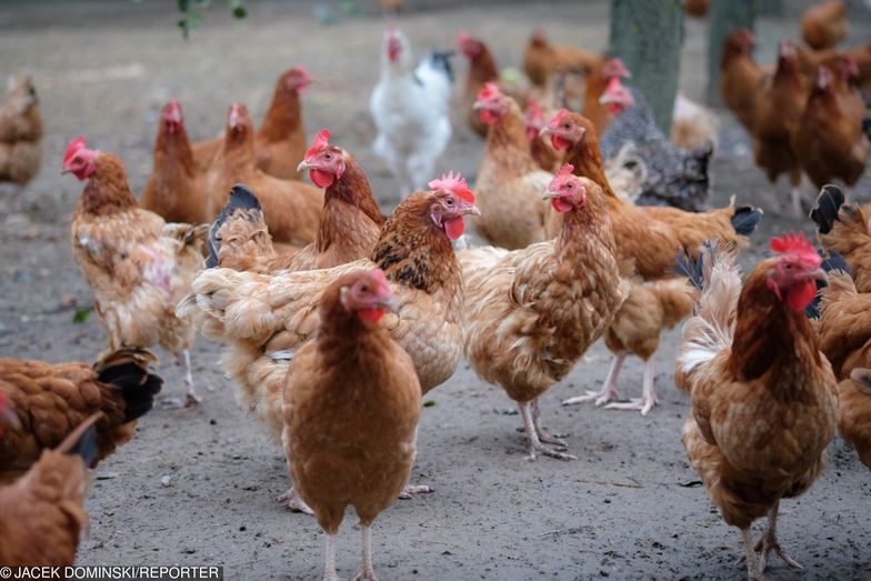 Ukraińcy wykorzystują fakt, że kawałki kurczaka z kością nie mają w UE przypisanego kodu CN.