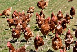 Kurze odchody to alternatywa dla nawozu. 20 zł za 20-litrowe opakowanie