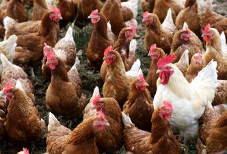 Kury znoszą jaja na potęgę. Polska idzie na rekord