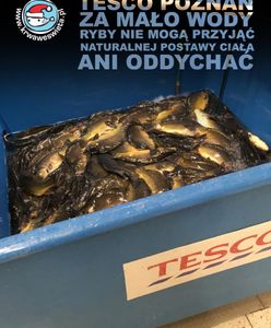 Tak sprzedają żywe karpie. Zastanów się, czy chcesz je kupić