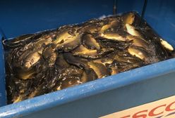 Tak sprzedają żywe karpie. Zastanów się, czy chcesz je kupić