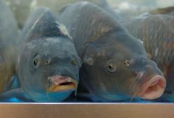 Karp smażony na wigilię Bożego Narodzenia. Przepis na rybę