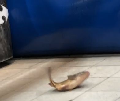 Świąteczna gehenna karpi trwa. Znowu ta sama sieć handlowa