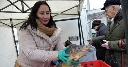 Świąteczny karp tylko z wody. Oto, jak powinny być przechowywane ryby