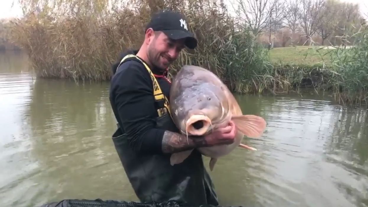 Największy karp świata złowiony na Węgrzech