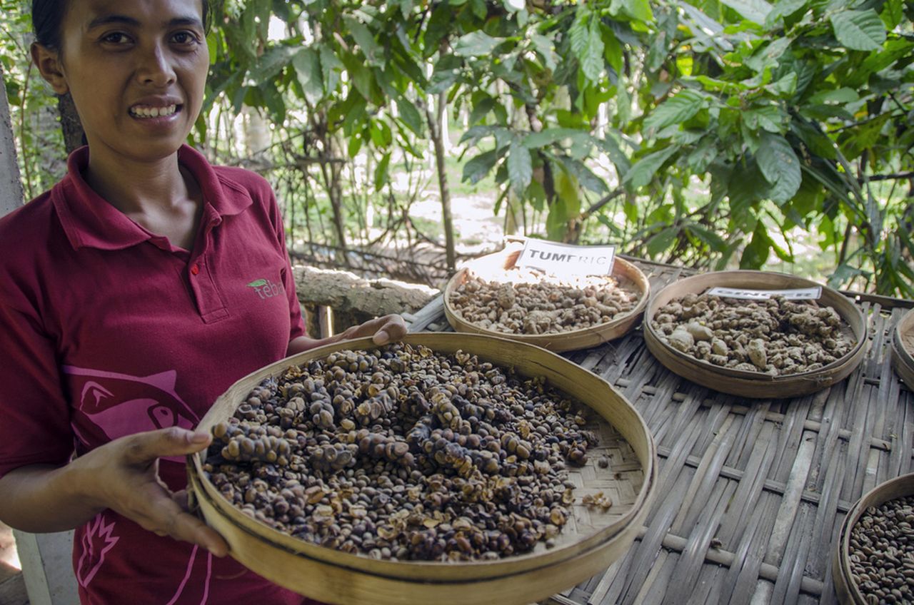 Kawa luwak. Napój dla wielbicieli mocnych wrażeń