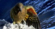 Kea - górska papuga. To jedyny taki ptak na świecie