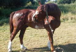 Ukraiński cyrk z chorym koniem chciał wystąpić w Dębnie. Mieszkańcy na to nie pozwolili