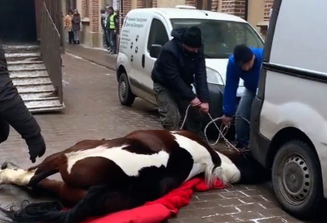 Koń ciągnący dorożkę przewrócił się w centrum Krakowa. Właściciele nie czekali na weterynarza