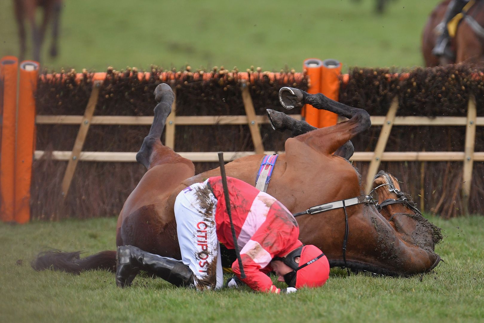 Krwawy finał wyścigów w Cheltenham. 5 koni nie żyje